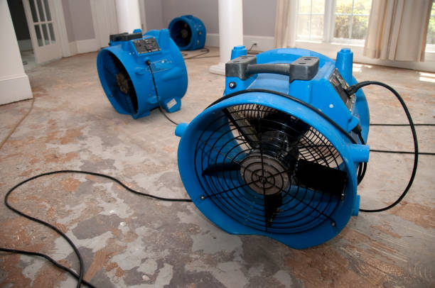 Best Mold removal after water damage  in Whitestown, IN
