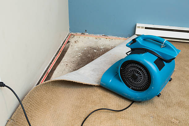 Best Basement water damage restoration  in Whitestown, IN